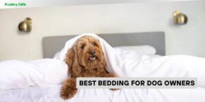 best bedding for dog owners