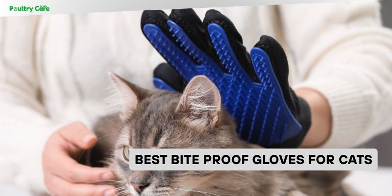 best bite proof gloves for cats