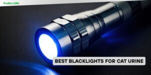 best blacklights for cat urine