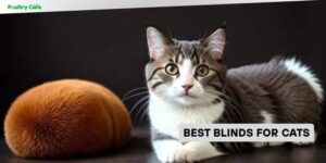 best blinds for cats