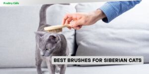 best brushes for siberian cats