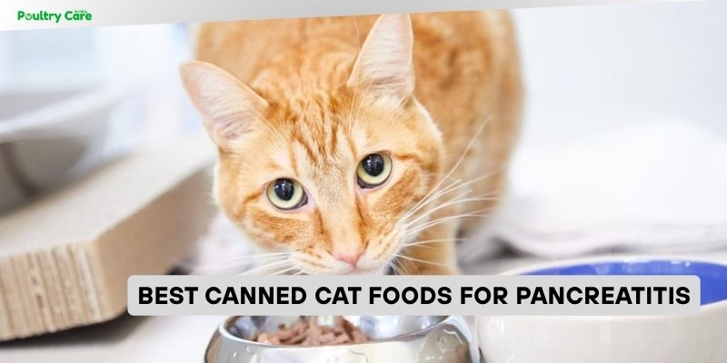 best canned cat foods for pancreatitis