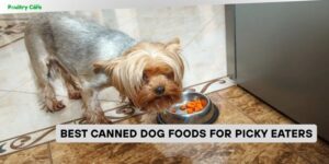 best canned dog foods for picky eaters