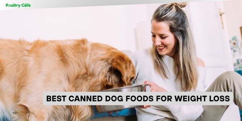 best canned dog foods for weight loss