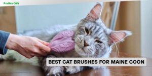 best cat brushes for maine coon