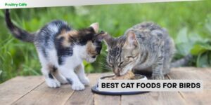 best cat foods for birds