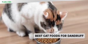 best cat foods for dandruff