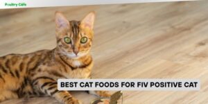 best cat foods for fiv positive cat