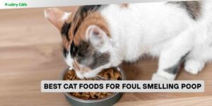 best cat foods for foul smelling poop