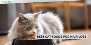 best cat foods for hair loss