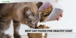 best cat foods for healthy coat