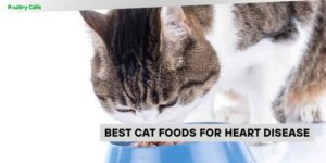 best cat foods for heart disease
