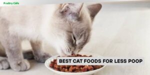 best cat foods for less poop