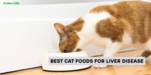 best cat foods for liver disease