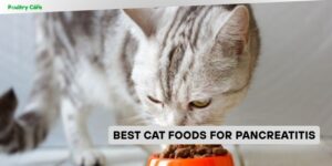 best cat foods for pancreatitis