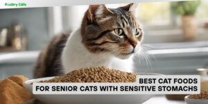 best cat foods for senior cats with sensitive stomachs