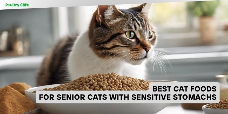 best cat foods for senior cats with sensitive stomachs