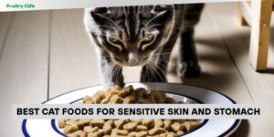 best cat foods for sensitive skin and stomach