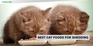 best cat foods for shedding