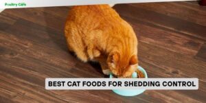 best cat foods for shedding control