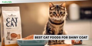 best cat foods for shiny coat