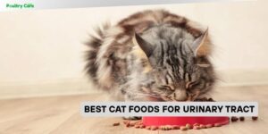 best cat foods for urinary tract
