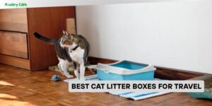 best cat litter boxes for travel
