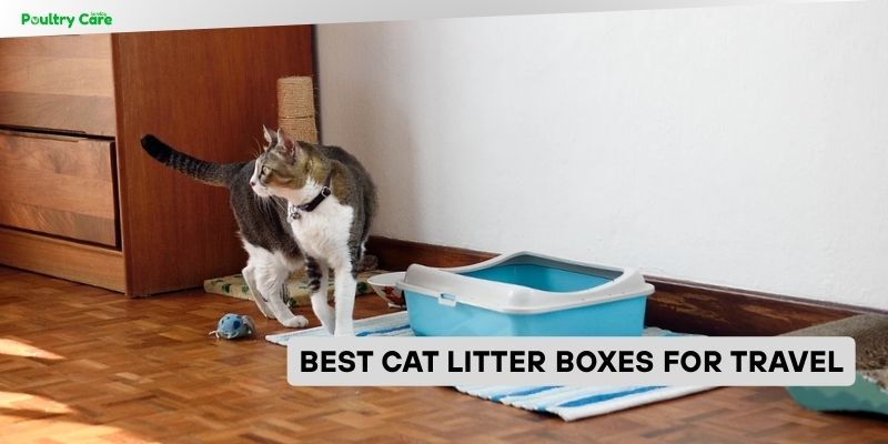 best cat litter boxes for travel