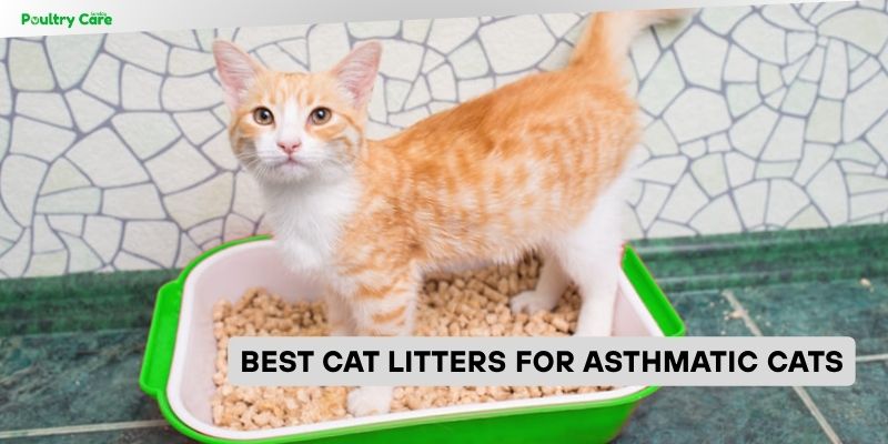 best cat litters for asthmatic cats