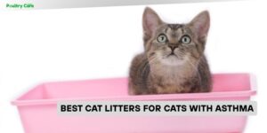 best cat litters for cats with asthma