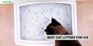 best cat litters for ice