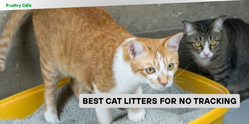 best cat litters for no tracking