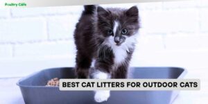 best cat litters for outdoor cats