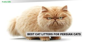 best cat litters for persian cats