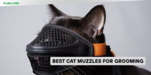 best cat muzzles for grooming