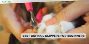 best cat nail clippers for beginners