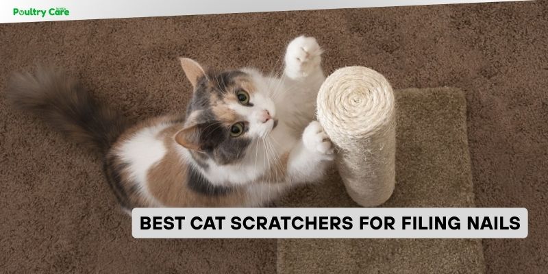 best cat scratchers for filing nails