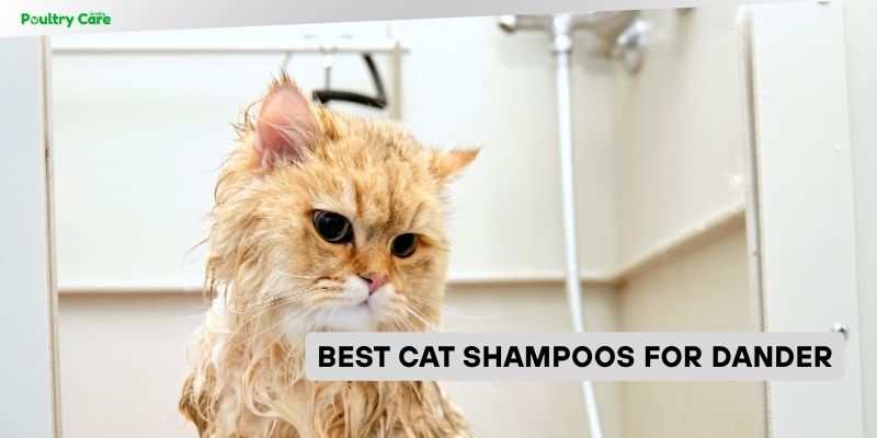 best cat shampoos for dander