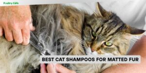 best cat shampoos for matted fur