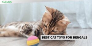 best cat toys for bengals