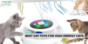 best cat toys for high energy cats
