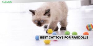 best cat toys for ragdolls