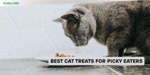 best cat treats for picky eaters