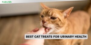 best cat treats for urinary health