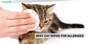 best cat wipes for allergies