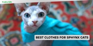best clothes for sphynx cats