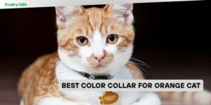 best color collar for orange cat