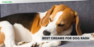 best creams for dog rash