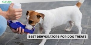best dehydrators for dog treats