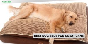 best dog beds for great dane